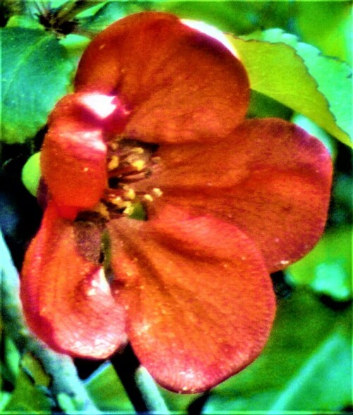 Zierquitte gehören auch zu den Rosengewächsen(Rosaceae).
https://de.wikipedia.org/wiki/Japanische_Zierquitte

Aufnameort: Eiershausen Garten
Kamera: Canon EOS 1300D