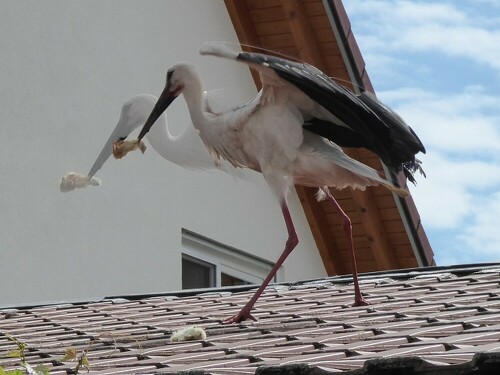 Weißstorch bei der Fütterung

Aufnameort: Ersingen
Kamera: Panasonic Lumix TZ 71