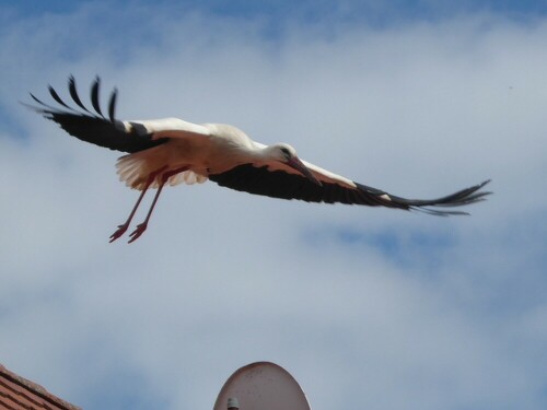 Im Flug - toll!

Aufnameort: Ersingen
Kamera: Panasonic Lumix TZ 71