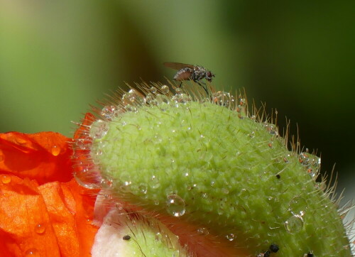 

Aufnameort: Weidenbach in meinem Garten
Kamera: Panasonic Lumix FZ 330