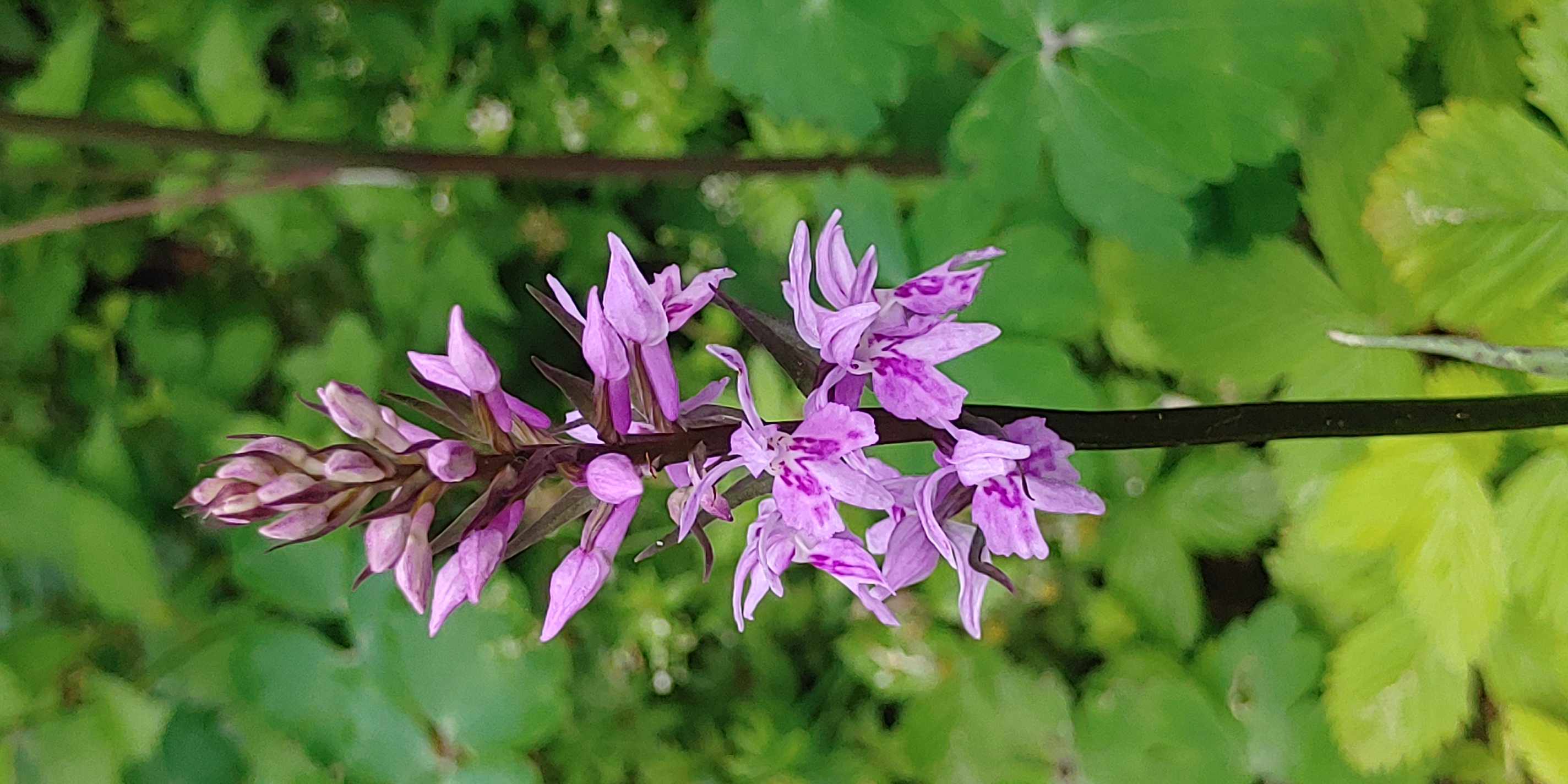 Knabenkraut - Wild aufgegangen in meinem Garten

Aufnameort: Lichtenau Mfr.
Kamera: LG G8S Thinq