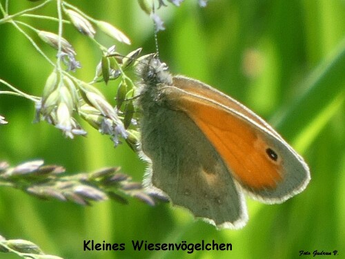 kleines-wiesenvogelchen-29851.jpeg