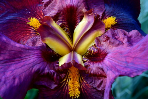 naturschonheit-rostrote-bart-iris-28408.jpeg