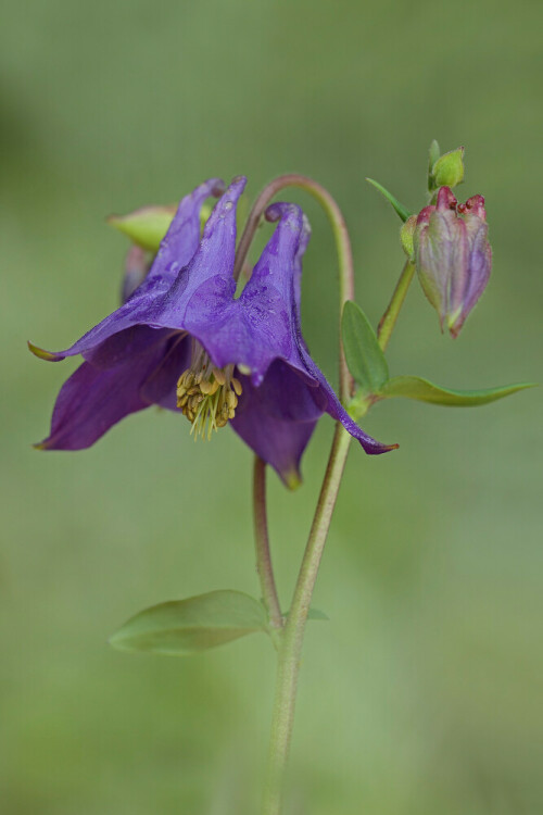 Akelei

Aufnameort: Odenwald
Kamera: Canon EOS 60D