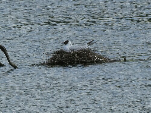 Diese Möwe nistet in ihrem eigenen Nest, obwohl genug Nistplätze vom NABU zur Verfügung stehen.

Aufnameort: Lichternsee - Ulm
Kamera: Pansonic TZ 96 D