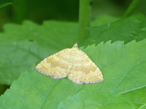 Z.Zt. fliegen einige Spanner umeinander

Aufnameort: Wiblingen-Gögglinger Wald
Kamera: Panasonic Lumix TZ 71