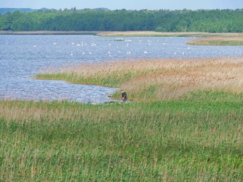 paddler-wahrend-der-brutzeit-im-nsg-28429.jpeg