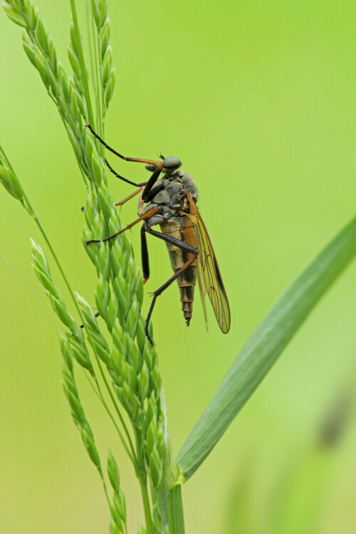 Schwarzfüßige Schnepfenfliege

Aufnameort: Odenwald
Kamera: Canon EOS 60D