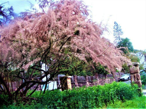 Die französische Tamariske kommt aus westmediterranen Region.
In den Niederlanden, England sowie in Amerika wurde sie eingebürgert.
https://de.wikipedia.org/wiki/Franz%C3%B6sische_Tamariske

Aufnameort: Marburg Tarbor
Kamera: Medion Camcorder