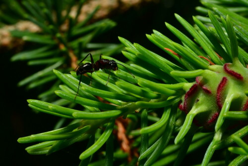 

Aufnameort: Wald bei Triesdorf
Kamera: Nikon D500