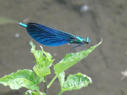 Diese Blauflügel-Prachtlibelle -männlich- findet man jetzt häufig an.

Aufnameort: Raum Burg/Thannhausen
Kamera: Panasonic TZ 96 D