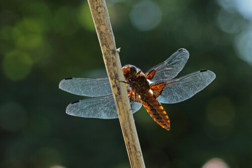 Weiblicher Plattbauch

Aufnameort: Odenwald
Kamera: Canon EOS 60D