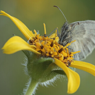 kleines-wiesenvogelchen-28452