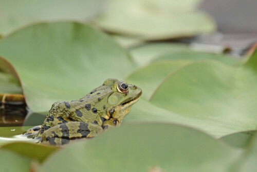 teichfrosch-28457.jpeg