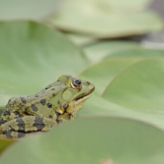 teichfrosch-28457