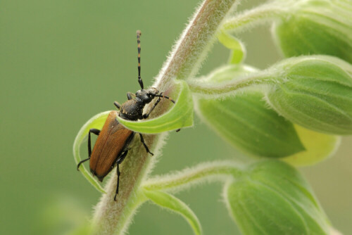 Fleckenhörniger Halsbock
Corymbia maculicornis


Aufnameort: Odenwald
Kamera: Canon EOS 60D