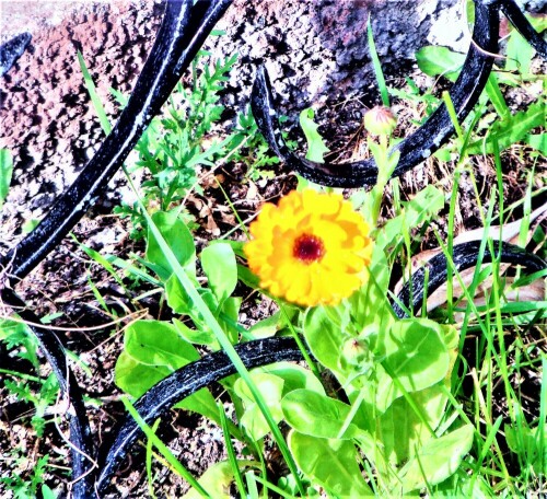 Die Ringelblume gehört zur Familie der Korbblütler(Asteraceae).
Sie wird auch in der Heilkunde genutzt.
https://de.wikipedia.org/wiki/Ringelblume

Aufnameort: Wissenbch Garten
Kamera: Medion Camcorder