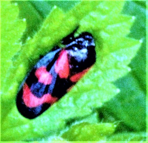 blutzikade-cercopis-vulnerata-leach-1815-28467.jpeg