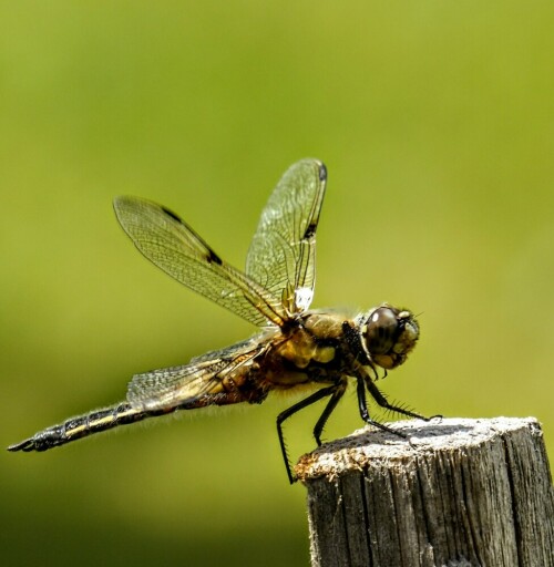 Die Libelle kommt immer an unsere Wasserzysterne. Ich habe extra ein paar Pflöcke eingeschlagen.

Aufnameort: Lichtenau
Kamera: Panasonic Lumix TZ61