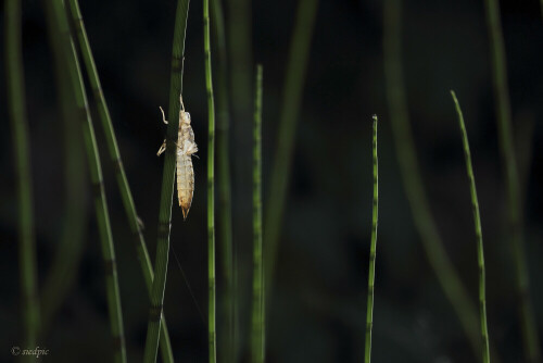 Exuvie einer Libelle

Aufnameort: Odenwald
Kamera: Canon EOS 60D