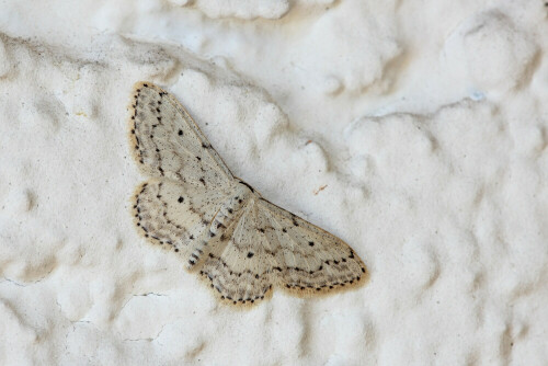 Grauer Zwergspanner


Aufnameort: Odenwald
Kamera: Canon EOS 60D