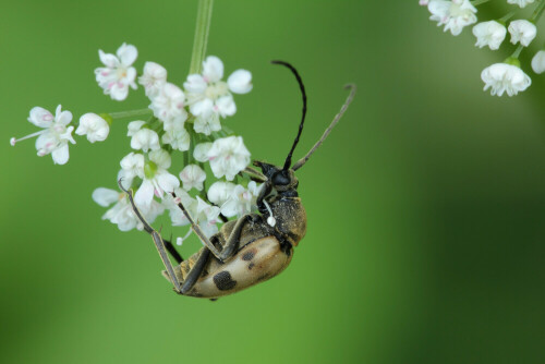 Gefleckter Blütenbock


Aufnameort: Odenwald
Kamera: Canon EOS 60D