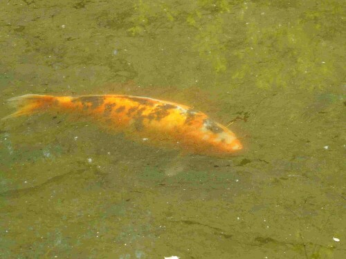 Dieser Koi schwimmt in einem kleinen Seitenarm des Itzelberger Sees.

Aufnameort: Itzelberger See
Kamera: Panasonic Lumix TZ 71