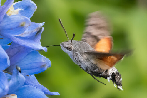 Das Taubenschwänzchen zieht wie ein Zuvogel durch und ist ein Schmetterling

Aufnameort: Ohlsdorf
Kamera: Nikon Z 7