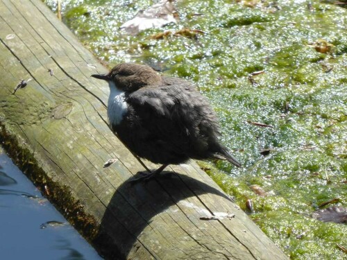 Nachwuchs der Wasseramsel

Aufnameort: Kocherursprung
Kamera: Panasonic Lumix TZ 71