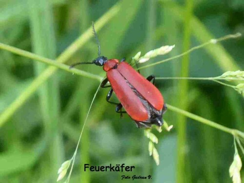 Klein aber fein!

Aufnameort: Gögglinger Wald
Kamera: Panasonic Lumix TZ 71