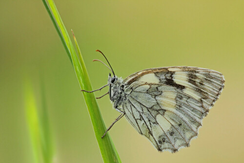 Schachbrettfalter, Melanargia galathea

Aufnameort: Odenwald
Kamera: Canon EOS 60D