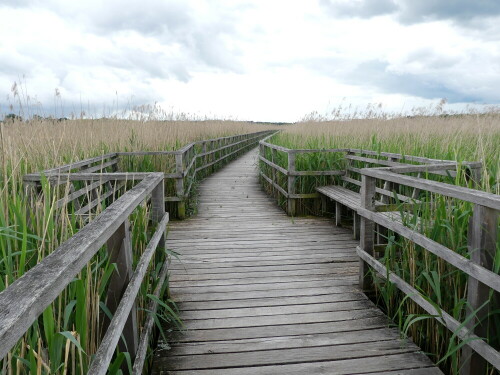 federsee-stegaufweitung-28543.jpeg