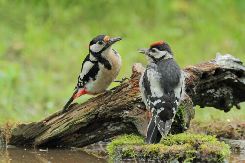 Buntspecht füttert Jungvogel

Aufnameort: Odenwald
Kamera: Canon EOS 7D