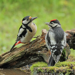 buntspecht-futtert-jungvogel-28518