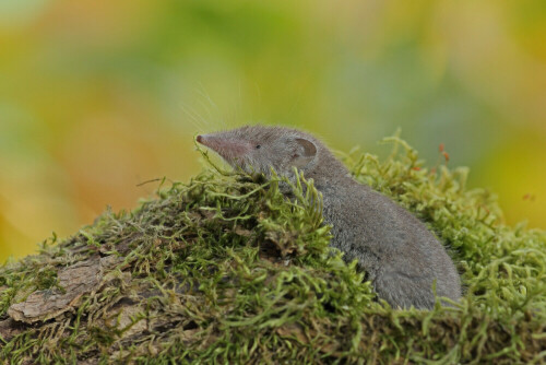 Gartenspitzmaus


Aufnameort: Odenwald
Kamera: Canon EOS 60D