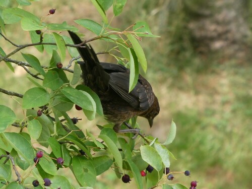 amsel-in-der-felsenbirne-29974.jpeg