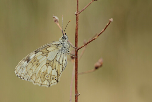 Schachbrettfalter

Aufnameort: Odenwald
Kamera: Canon EOS 60D