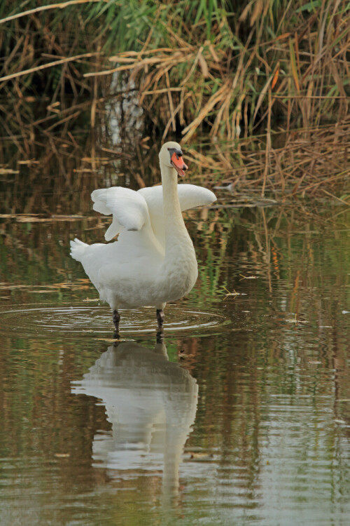 Höckerschwan

Aufnameort: Rheinebene
Kamera: Canon EOS 7D