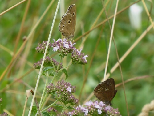 brauner-waldvogel-schornsteinfeger-28587.jpeg