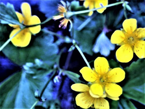 Das Gold-Fingerkraut gehört zur Familie der Rosengewächsen(Rosaceae).
https://de.wikipedia.org/wiki/Gold-Fingerkraut

Aufnameort: Eiershausen Garten
Kamera: Canon EOS 1300D