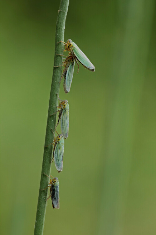 Zikaden

Aufnameort: Odenwald
Kamera: Canon EOS 60D