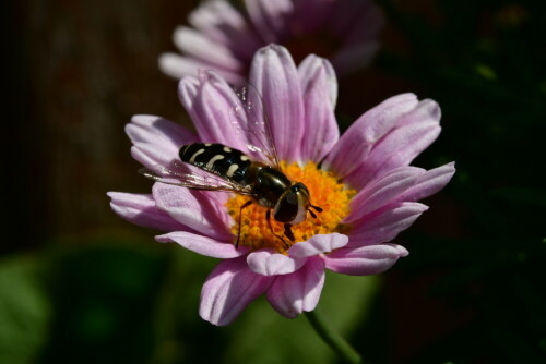 

Aufnameort: Weidenbach in meinem Garten
Kamera: Panasonic Lumix FZ 330