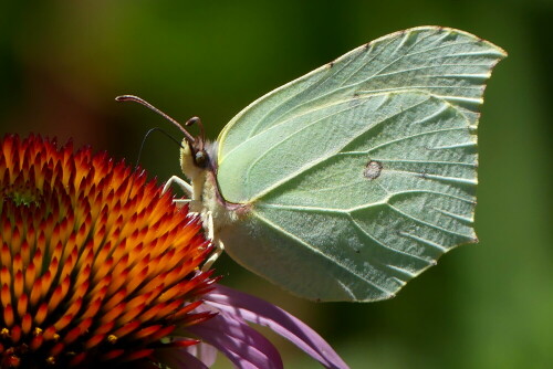 

Aufnameort: Weidenbach in meinem Garten
Kamera: Panasonic Lumix FZ 330