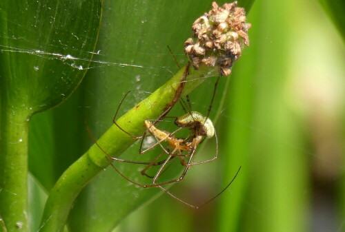 

Aufnameort: Weidenbach in meinem Garten
Kamera: Panasonic Lumix FZ 330