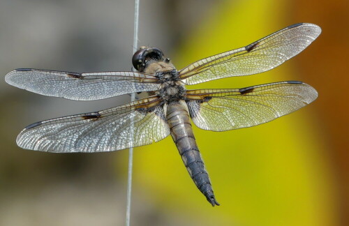 

Aufnameort: Weidenbach in meinem Garten
Kamera: Panasonic Lumix FZ 330