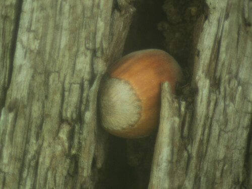 Die Hasel gehört zur Familie der Birkengewächsen(Betulaceae).
https://de.wikipedia.org/wiki/Haseln

Aufnameort: Eiershausen Garten
Kamera: Canon EOS 1300D