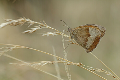 Großes Ochsenauge, Maniola jurtina



Aufnameort: Odenwald
Kamera: Canon EOS 60D