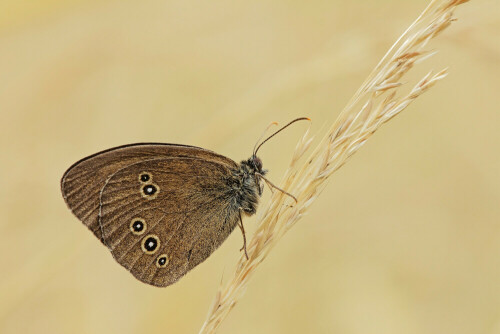 Brauner Waldvogel

Aufnameort: Odenwald
Kamera: Canon EOS 60D