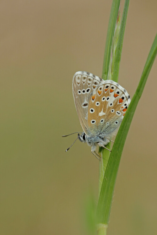 Himmelblauer Bläuling

Aufnameort: Neckartal
Kamera: Canon EOS 60D