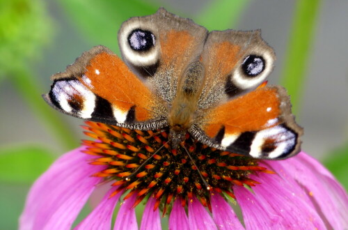 

Aufnameort: Weidenbach in meinem Garten
Kamera: Panasonic Lumix FZ 330